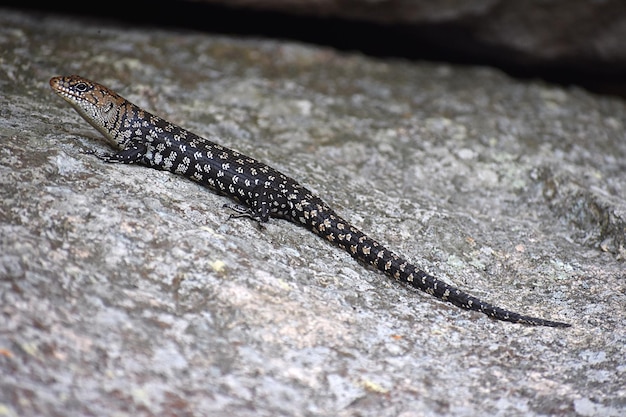 Foto prossimo piano di lucertola sulla roccia