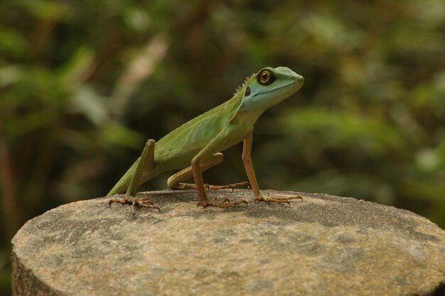 Photo close-up of lizard on rock