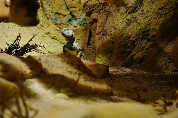 Photo close-up of lizard on rock