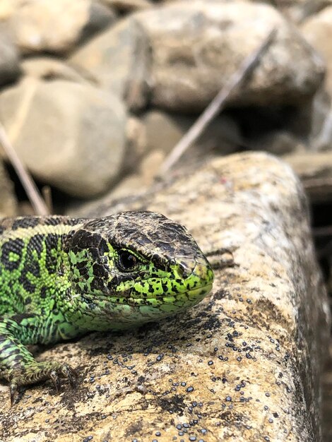 Photo close-up of lizard on rock