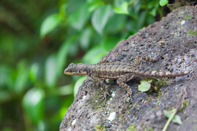 Close-up of lizard on rock