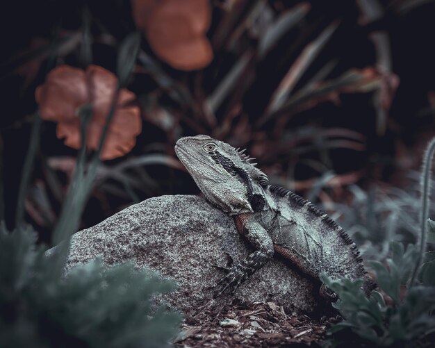 Photo close-up of a lizard on rock