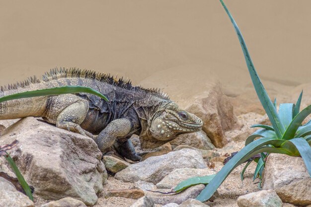 Photo close-up of lizard on rock