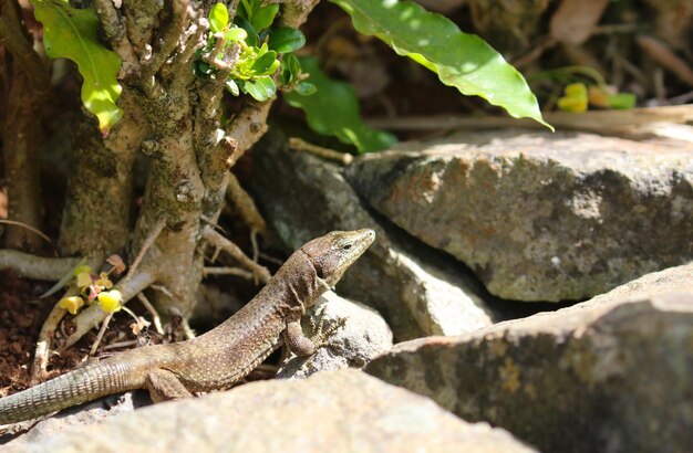 Close-up of lizard on rock