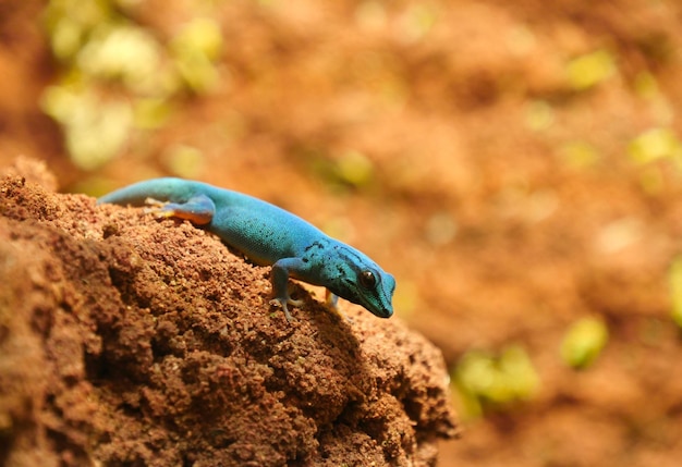 Close-up of lizard on rock