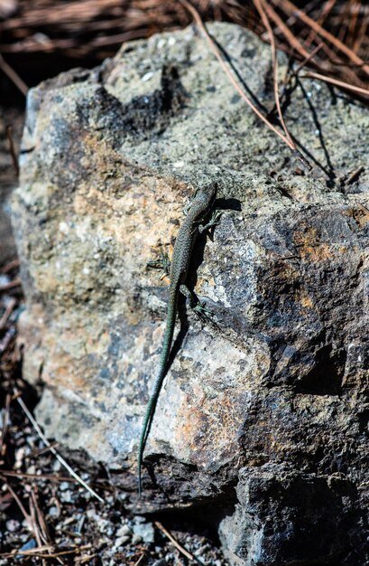 Photo close-up of lizard on rock