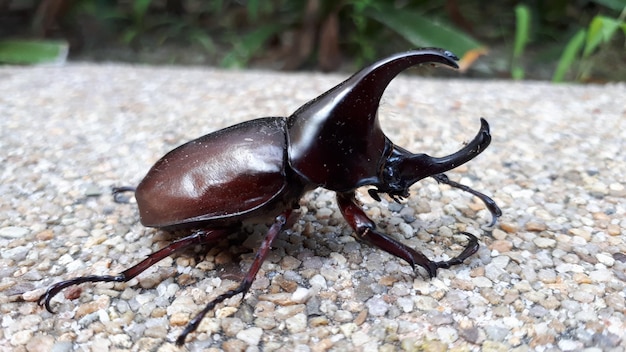 岩の上にあるトカゲのクローズアップ