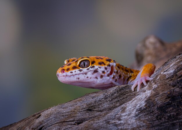 Close-up of lizard on rock