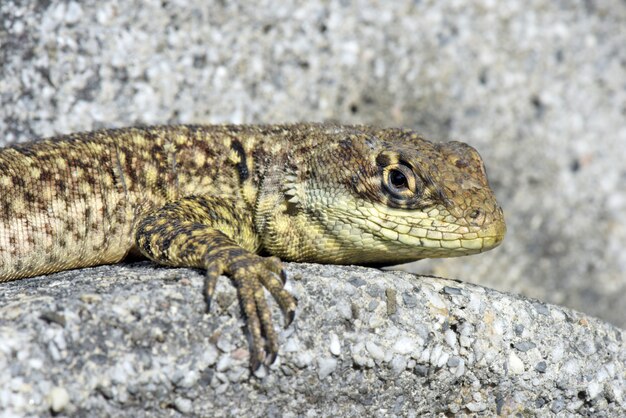 Close up of lizard on rocks