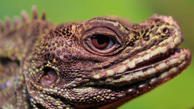 A close up of a lizard's eye