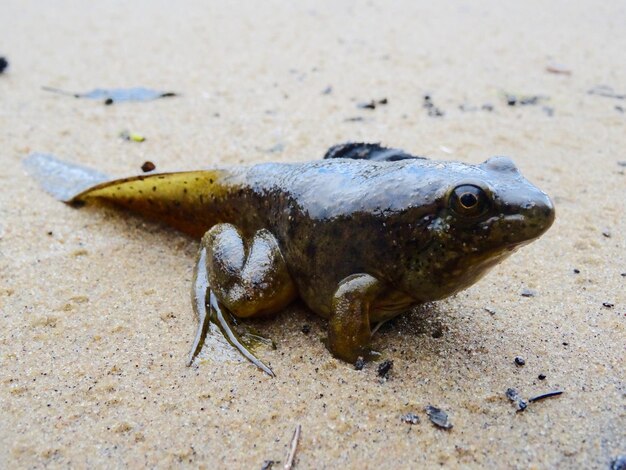 Photo close-up of lizard on sand at beach