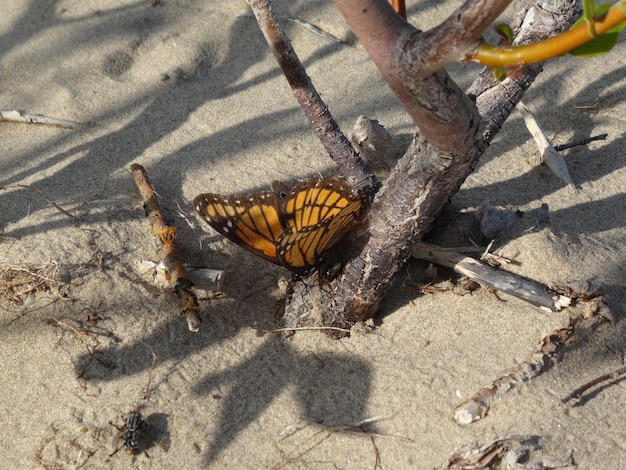 Foto close-up di una lucertola sulla sabbia della spiaggia