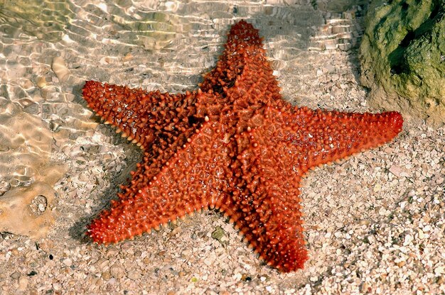 Foto close-up di una lucertola sulla sabbia della spiaggia