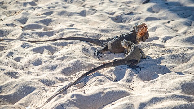 Photo close-up of lizard on sand at beach