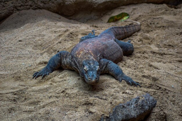 Close-up of lizard on sand