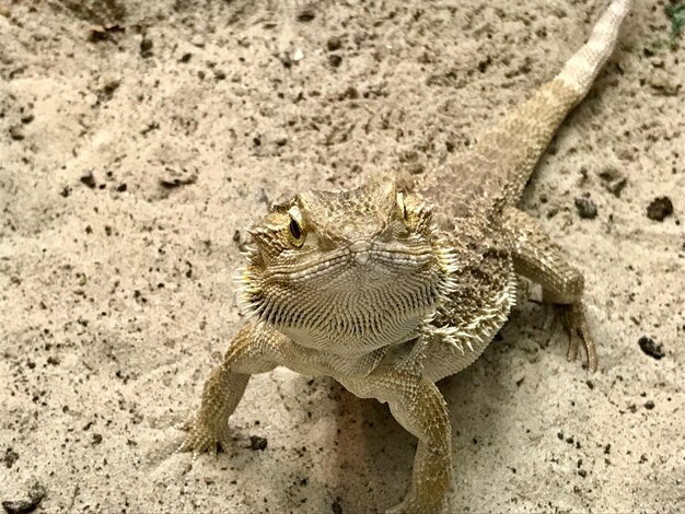 Photo close-up of lizard on sand