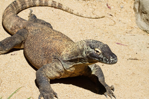 Photo close-up of lizard on sand