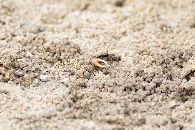 Photo close-up of lizard on sand