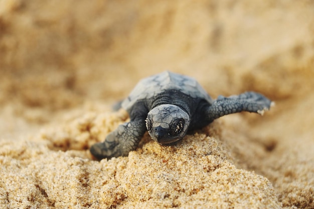 close-up of lizard on sand
