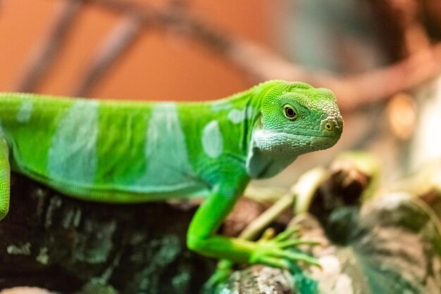 Photo close-up of lizard sitting on branch