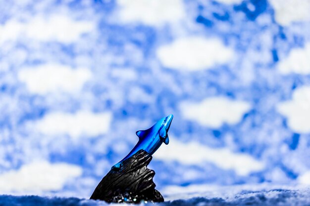 Close-up of lizard on snow