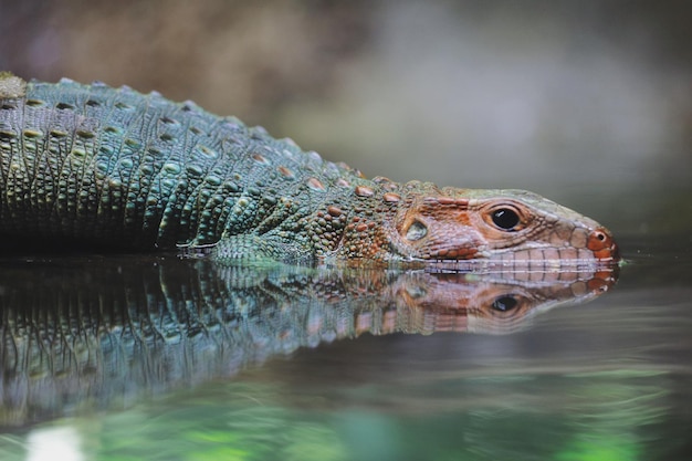close-up of lizard swimming in lake