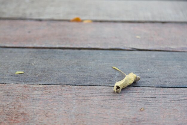 Photo close-up of lizard on table