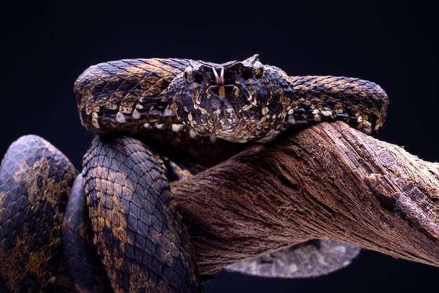 Close-up of lizard on tree against black background