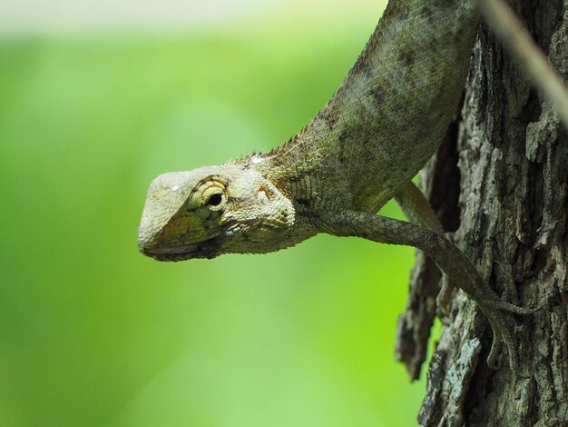 Photo close-up of lizard on tree branch