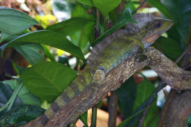 Close-up of lizard on tree branch