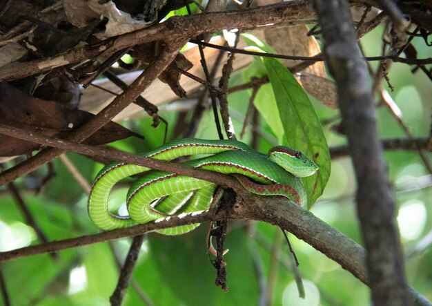 Photo close-up of lizard on tree branch