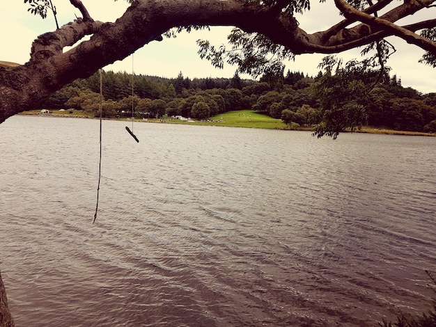 Photo close-up of lizard on tree by lake against sky