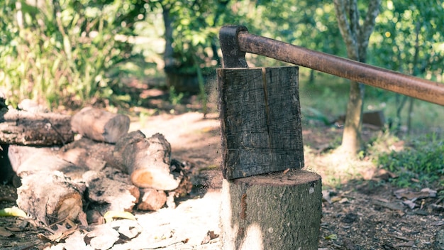 Photo close-up of lizard on tree trunk in forest