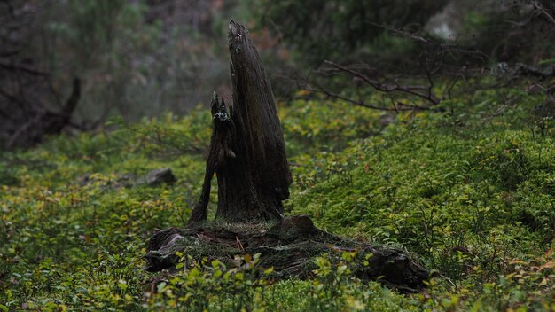 Foto prossimo piano di una lucertola sul tronco di un albero in foresta