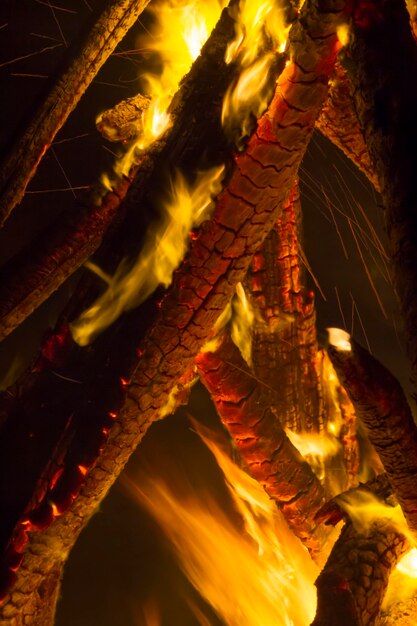 Close-up of lizard on tree trunk at night