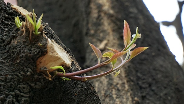 Foto prossimo piano di una lucertola sul tronco di un albero