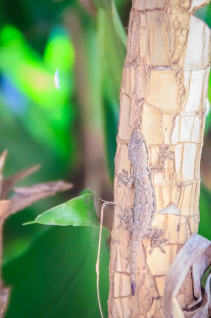 Close-up of lizard on tree trunk