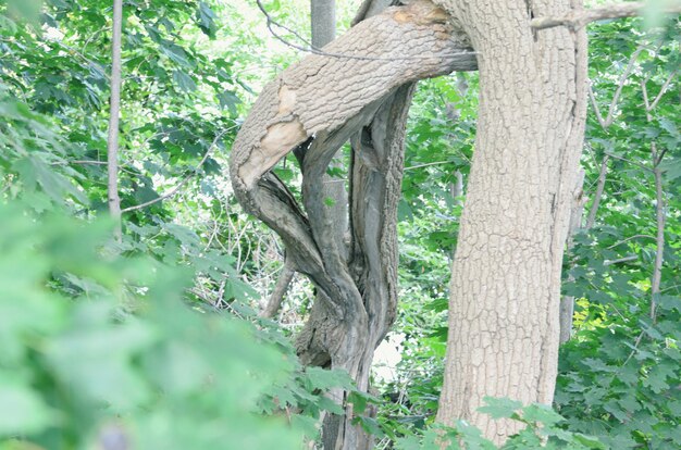 Close-up of lizard on tree trunk