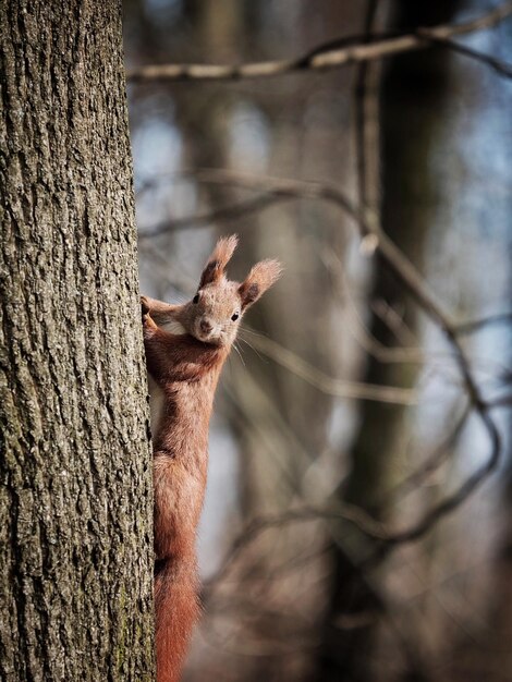 Foto prossimo piano di una lucertola sul tronco di un albero