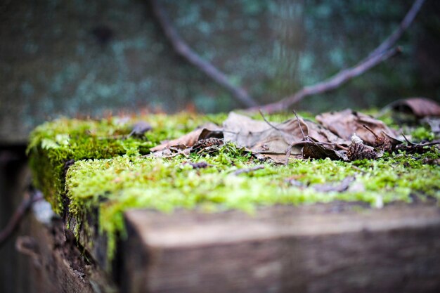 Close-up of lizard on tree trunk