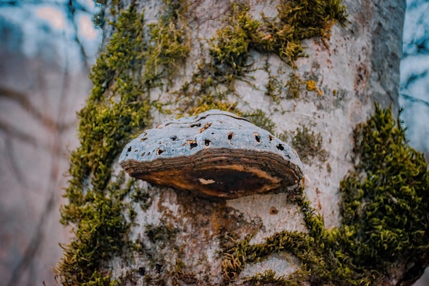 Photo close-up of lizard on tree trunk