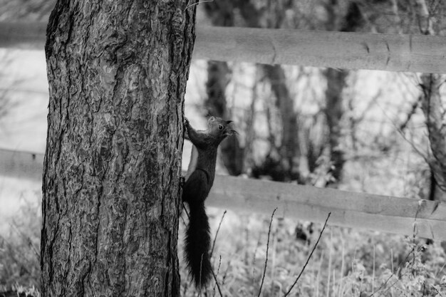 close-up of lizard on tree trunk