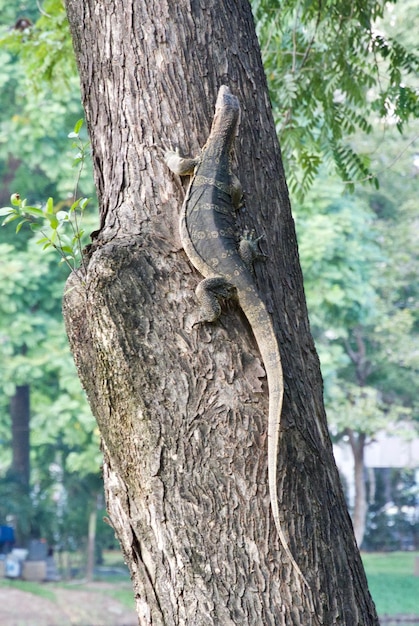 Photo close-up of lizard on tree trunk