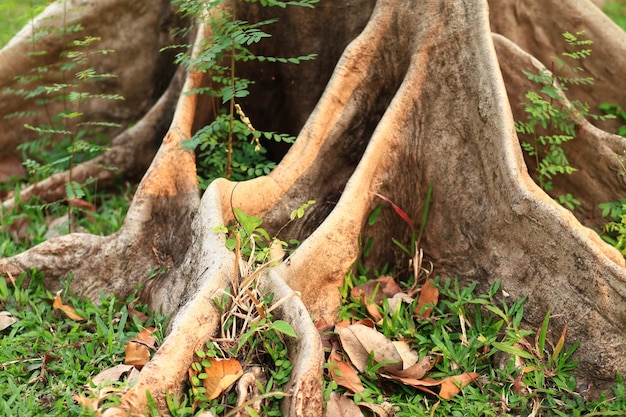 Photo close-up of lizard on tree trunk