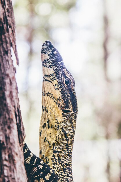 Close-up of lizard on tree trunk