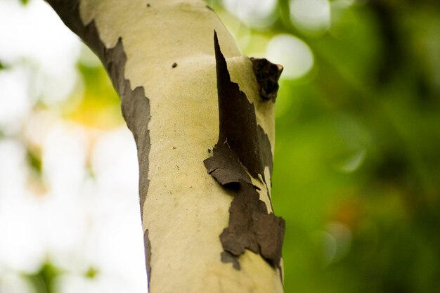 Photo close-up of lizard on tree trunk