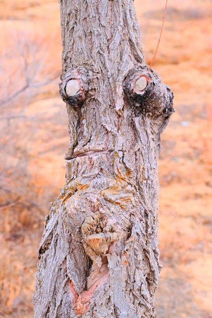 Foto prossimo piano di una lucertola sul tronco di un albero