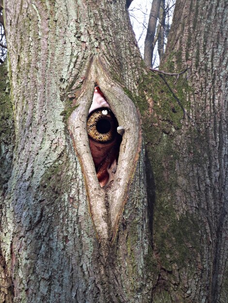 Photo close-up of a lizard on tree trunk