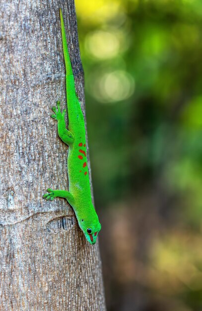 Photo close-up of lizard on tree trunk