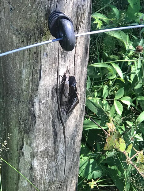 Close-up of lizard on tree trunk